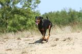 DOBERMANN 781